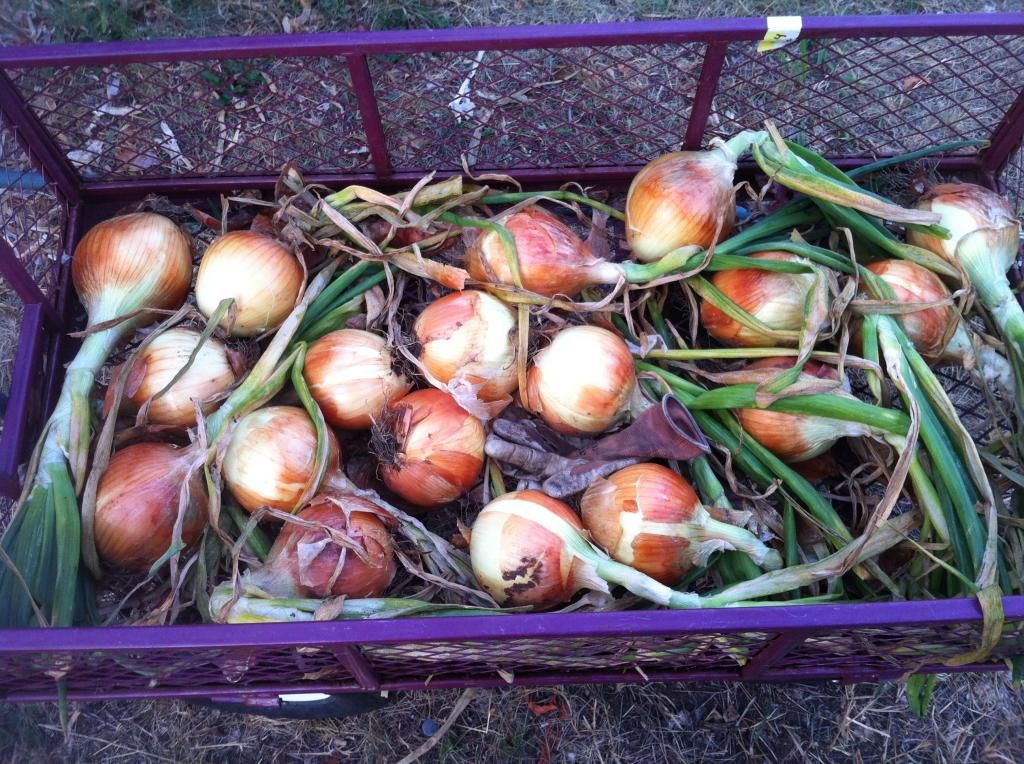  photo 81551E6E-19D0-45D5-8AED-44D2B40A1346_zpsazkvin62.jpg